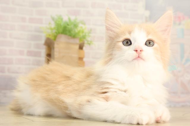 東京都のノルウェージャンフォレストキャット (Coo&RIKU武蔵小山店/2026年2月24日生まれ/男の子/クリームタビーホワイト)の子猫の2枚目の画像