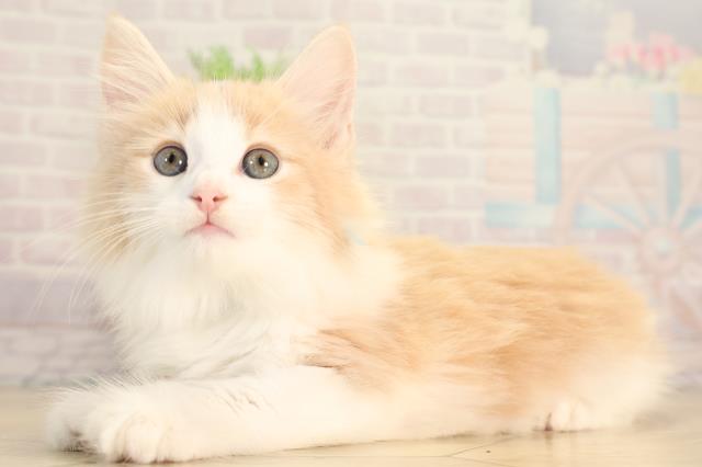 東京都のノルウェージャンフォレストキャット (Coo&RIKU武蔵小山店/2026年2月24日生まれ/男の子/クリームタビーホワイト)の子猫の3枚目の画像