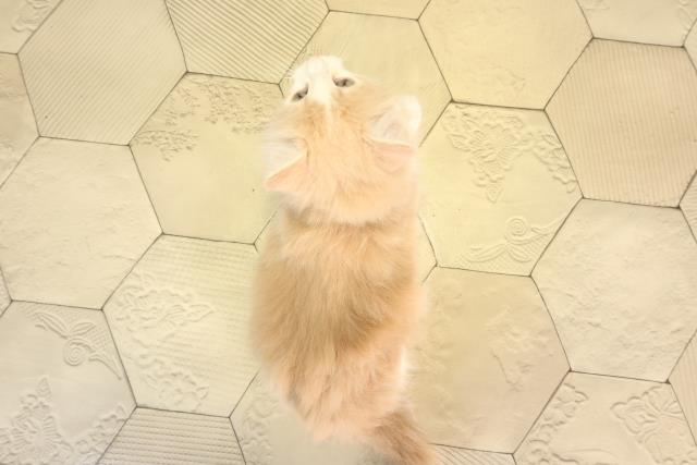 東京都のノルウェージャンフォレストキャット (Coo&RIKU武蔵小山店/2026年2月24日生まれ/男の子/クリームタビーホワイト)の子猫の4枚目の画像