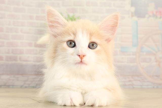 神奈川県のノルウェージャンフォレストキャット (Coo&RIKU平塚店/2026年2月24日生まれ/女の子/クリームタビーホワイト)の子猫の1枚目の画像