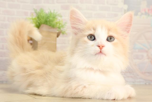 神奈川県のノルウェージャンフォレストキャット (Coo&RIKU平塚店/2026年2月24日生まれ/女の子/クリームタビーホワイト)の子猫の2枚目の画像