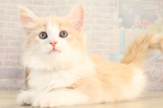 神奈川県のノルウェージャンフォレストキャット (Coo&RIKU平塚店/2026年2月24日生まれ/女の子/クリームタビーホワイト)の子猫の3枚目の画像