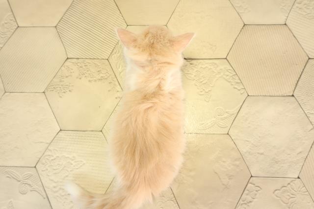 神奈川県のノルウェージャンフォレストキャット (Coo&RIKU平塚店/2026年2月24日生まれ/女の子/クリームタビーホワイト)の子猫の4枚目の画像