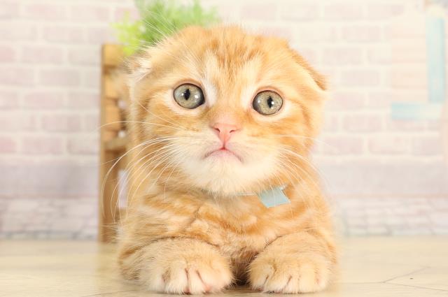 東京都のスコティッシュフォールド (Coo&RIKU武蔵小山店/2026年2月25日生まれ/男の子/レッドタビー)の子猫の1枚目の画像
