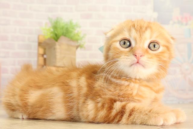 東京都のスコティッシュフォールド (Coo&RIKU武蔵小山店/2026年2月25日生まれ/男の子/レッドタビー)の子猫の2枚目の画像