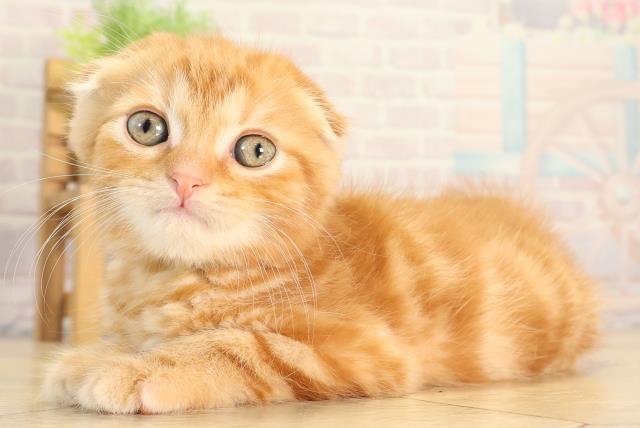 東京都のスコティッシュフォールド (Coo&RIKU武蔵小山店/2026年2月25日生まれ/男の子/レッドタビー)の子猫の3枚目の画像