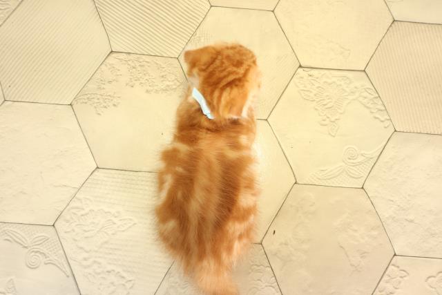 東京都のスコティッシュフォールド (Coo&RIKU武蔵小山店/2026年2月25日生まれ/男の子/レッドタビー)の子猫の4枚目の画像