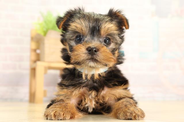 神奈川県のヨークシャーテリア (Coo&RIKU平塚店/2026年2月24日生まれ/男の子/スチールブルータン)の子犬の1枚目の画像