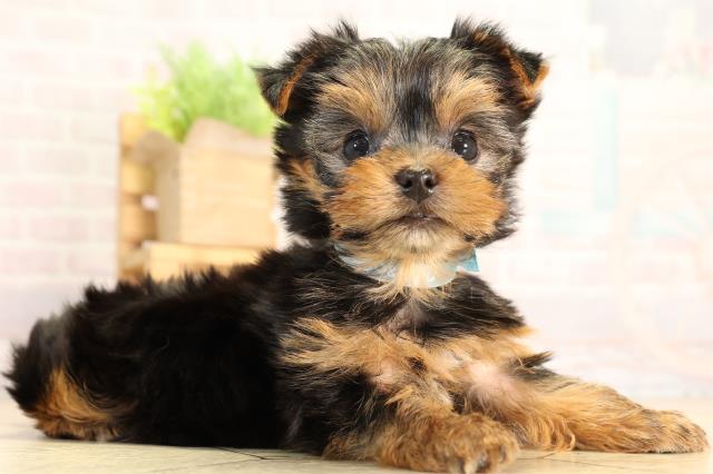 神奈川県のヨークシャーテリア (Coo&RIKU平塚店/2026年2月24日生まれ/男の子/スチールブルータン)の子犬の2枚目の画像