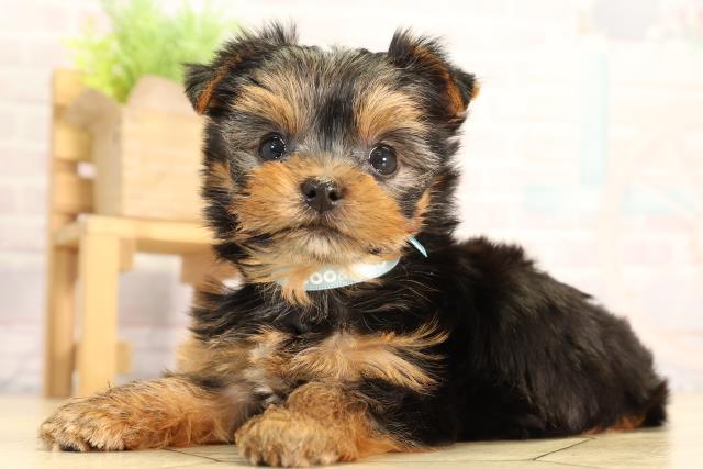 神奈川県のヨークシャーテリア (Coo&RIKU平塚店/2026年2月24日生まれ/男の子/スチールブルータン)の子犬の3枚目の画像