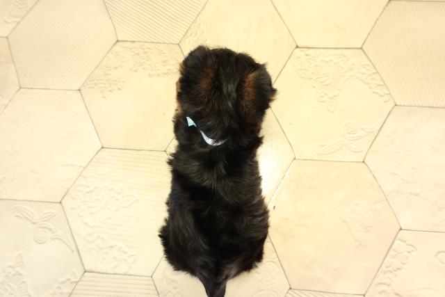 神奈川県のヨークシャーテリア (Coo&RIKU平塚店/2026年2月24日生まれ/男の子/スチールブルータン)の子犬の4枚目の画像