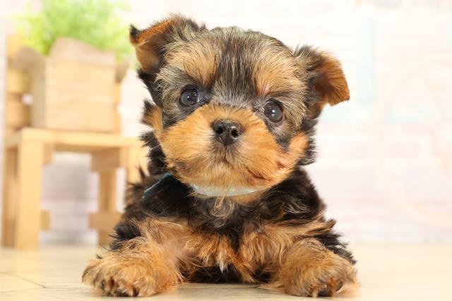 東京都のヨークシャーテリア (Coo&RIKU武蔵小山店/2026年2月24日生まれ/男の子/スチールブルータン)の子犬の1枚目の画像