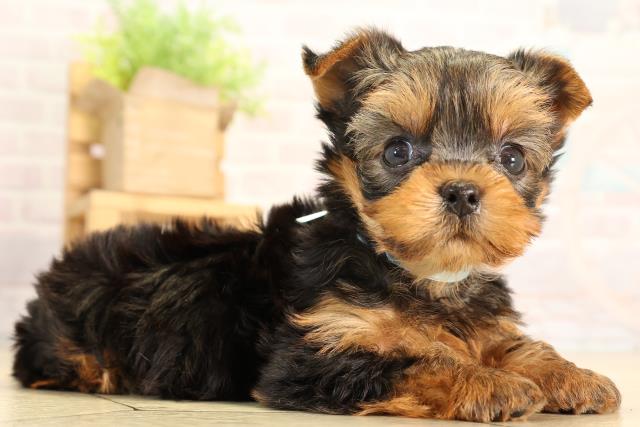 東京都のヨークシャーテリア (Coo&RIKU武蔵小山店/2026年2月24日生まれ/男の子/スチールブルータン)の子犬の2枚目の画像