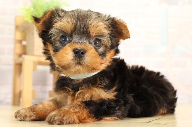 東京都のヨークシャーテリア (Coo&RIKU武蔵小山店/2026年2月24日生まれ/男の子/スチールブルータン)の子犬の3枚目の画像