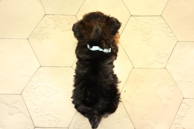 東京都のヨークシャーテリア (Coo&RIKU武蔵小山店/2026年2月24日生まれ/男の子/スチールブルータン)の子犬の4枚目の画像