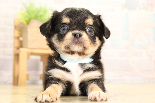 岐阜県のチワワ(ロング) (Coo&RIKU岐南店/2026年2月24日生まれ/男の子/ブラックタンホワイト)の子犬の1枚目の画像