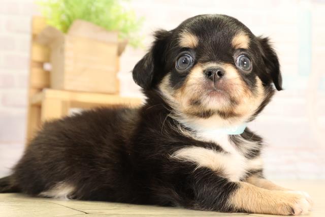 岐阜県のチワワ(ロング) (Coo&RIKU岐南店/2026年2月24日生まれ/男の子/ブラックタンホワイト)の子犬の2枚目の画像