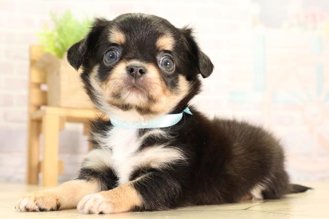 岐阜県のチワワ(ロング) (Coo&RIKU岐南店/2026年2月24日生まれ/男の子/ブラックタンホワイト)の子犬の3枚目の画像