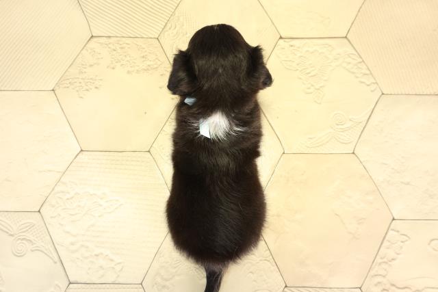 岐阜県のチワワ(ロング) (Coo&RIKU岐南店/2026年2月24日生まれ/男の子/ブラックタンホワイト)の子犬の4枚目の画像