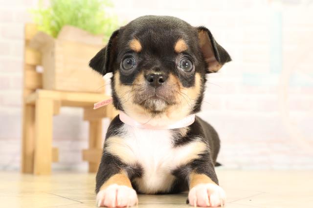 岐阜県のチワワ(スムース) (Coo&RIKU岐南店/2026年2月24日生まれ/女の子/ブラックタンホワイト)の子犬の1枚目の画像