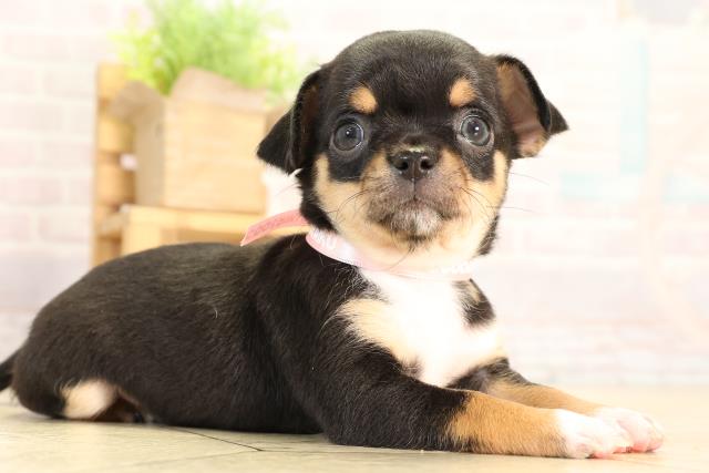 岐阜県のチワワ(スムース) (Coo&RIKU岐南店/2026年2月24日生まれ/女の子/ブラックタンホワイト)の子犬の2枚目の画像