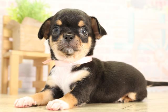 岐阜県のチワワ(スムース) (Coo&RIKU岐南店/2026年2月24日生まれ/女の子/ブラックタンホワイト)の子犬の3枚目の画像