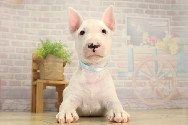 愛知県のミニチュアブルテリア (Coo&RIKU春日井店/2026年2月25日生まれ/男の子/ホワイト)の子犬の1枚目の画像