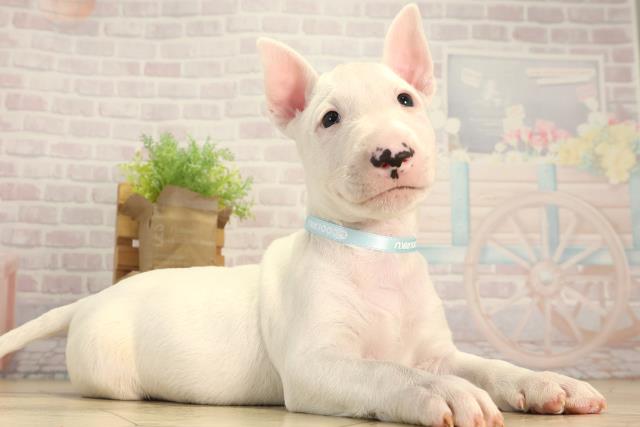 愛知県のミニチュアブルテリア (Coo&RIKU春日井店/2026年2月25日生まれ/男の子/ホワイト)の子犬の2枚目の画像