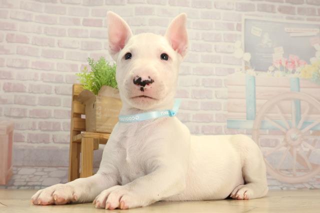 愛知県のミニチュアブルテリア (Coo&RIKU春日井店/2026年2月25日生まれ/男の子/ホワイト)の子犬の3枚目の画像