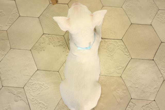 愛知県のミニチュアブルテリア (Coo&RIKU春日井店/2026年2月25日生まれ/男の子/ホワイト)の子犬の4枚目の画像