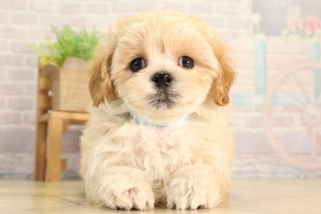 茨城県のマルプー(マルチーズ×プードル) (Coo&RIKU牛久店/2026年2月24日生まれ/男の子/アプリコット)の子犬