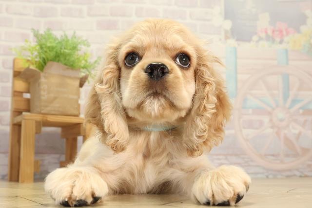 アメリカン・コッカースパニエル