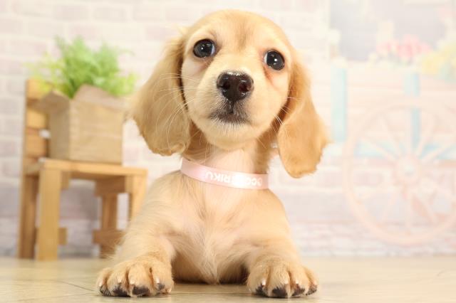 岐阜県のミニチュアダックスフンド(ロング) (Coo&RIKU岐南店/2026年2月24日生まれ/女の子/ゴールド)の子犬の1枚目の画像