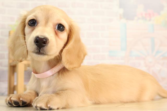 岐阜県のミニチュアダックスフンド(ロング) (Coo&RIKU岐南店/2026年2月24日生まれ/女の子/ゴールド)の子犬の3枚目の画像