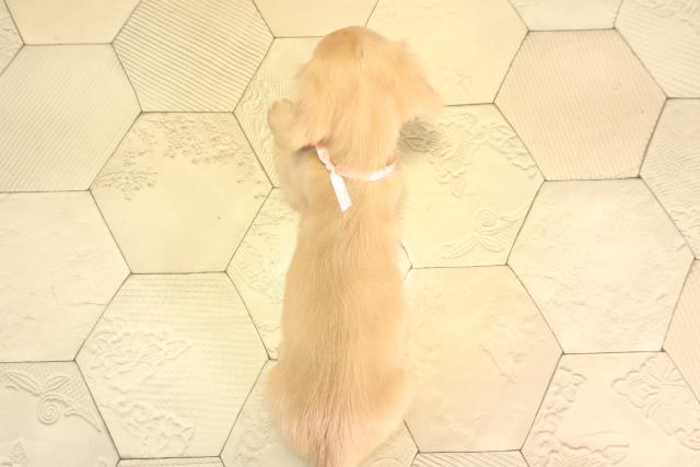 岐阜県のミニチュアダックスフンド(ロング) (Coo&RIKU岐南店/2026年2月24日生まれ/女の子/ゴールド)の子犬の4枚目の画像