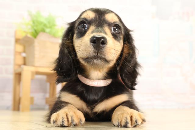 栃木県のミニチュアダックスフンド(ロング) (Coo&RIKU宇都宮店/2026年2月24日生まれ/女の子/ブラックタン)の子犬の1枚目の画像