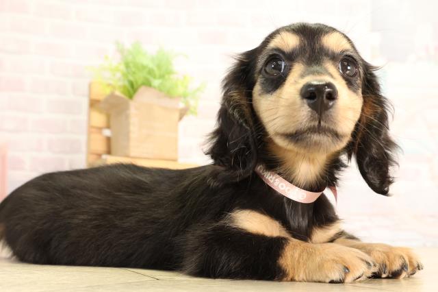 栃木県のミニチュアダックスフンド(ロング) (Coo&RIKU宇都宮店/2026年2月24日生まれ/女の子/ブラックタン)の子犬の2枚目の画像