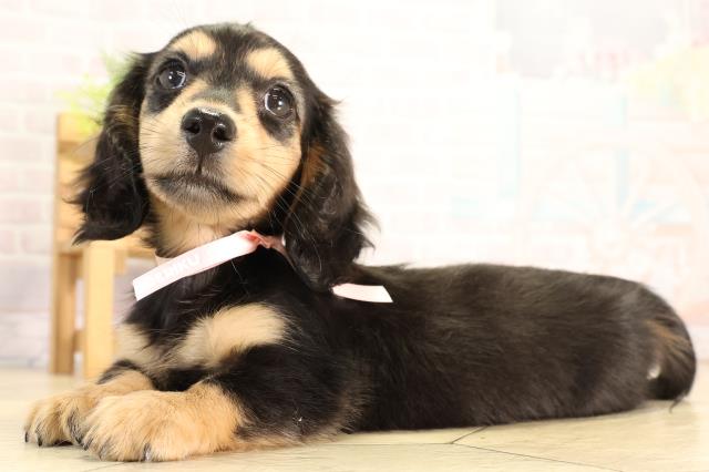 栃木県のミニチュアダックスフンド(ロング) (Coo&RIKU宇都宮店/2026年2月24日生まれ/女の子/ブラックタン)の子犬の3枚目の画像