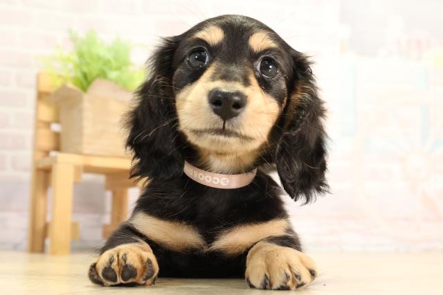 栃木県のミニチュアダックスフンド(ロング) (Coo&RIKU小山店/2026年2月24日生まれ/女の子/ブラックタン)の子犬の1枚目の画像