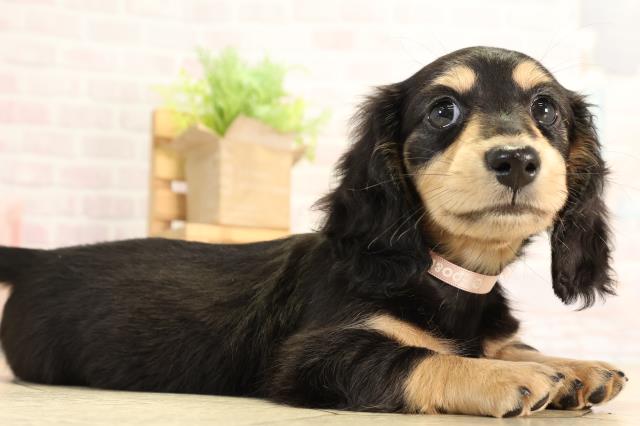 栃木県のミニチュアダックスフンド(ロング) (Coo&RIKU小山店/2026年2月24日生まれ/女の子/ブラックタン)の子犬の2枚目の画像