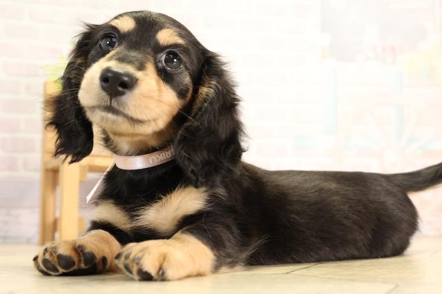 栃木県のミニチュアダックスフンド(ロング) (Coo&RIKU小山店/2026年2月24日生まれ/女の子/ブラックタン)の子犬の3枚目の画像