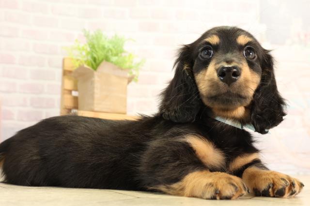 栃木県のミニチュアダックスフンド(ロング) (Coo&RIKU足利店/2026年2月24日生まれ/男の子/ブラックタン)の子犬の2枚目の画像