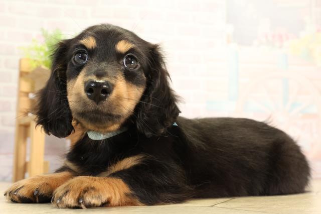 栃木県のミニチュアダックスフンド(ロング) (Coo&RIKU足利店/2026年2月24日生まれ/男の子/ブラックタン)の子犬の3枚目の画像