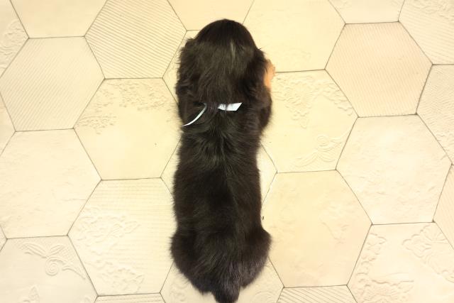 栃木県のミニチュアダックスフンド(ロング) (Coo&RIKU足利店/2026年2月24日生まれ/男の子/ブラックタン)の子犬の4枚目の画像