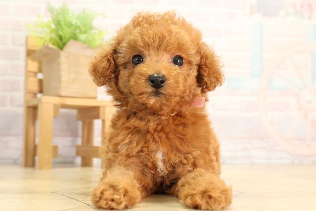 愛知県のトイプードル(トイ) (Coo&RIKU春日井店/2026年2月25日生まれ/女の子/レッド)の子犬の1枚目の画像