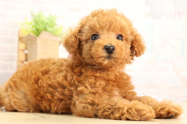 愛知県のトイプードル(トイ) (Coo&RIKU春日井店/2026年2月25日生まれ/女の子/レッド)の子犬の2枚目の画像