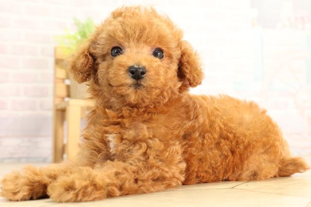 愛知県のトイプードル(トイ) (Coo&RIKU春日井店/2026年2月25日生まれ/女の子/レッド)の子犬の3枚目の画像