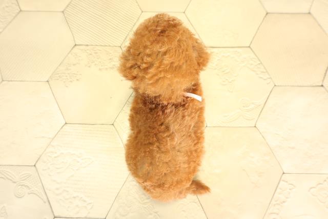 愛知県のトイプードル(トイ) (Coo&RIKU春日井店/2026年2月25日生まれ/女の子/レッド)の子犬の4枚目の画像