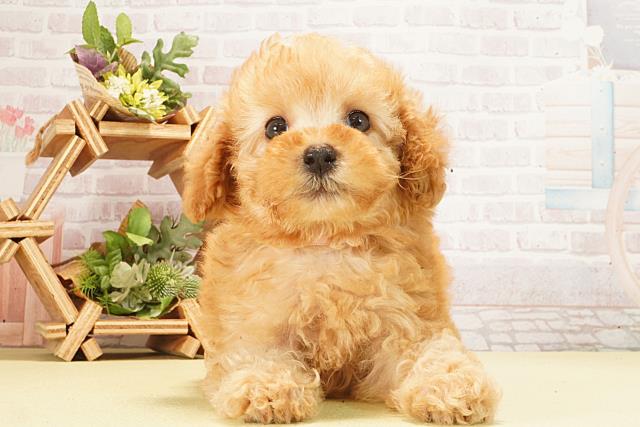 東京都のトイプードル(トイ) (Coo&RIKU足立本店/2026年2月23日生まれ/女の子/ペールフォーン)の子犬の1枚目の画像