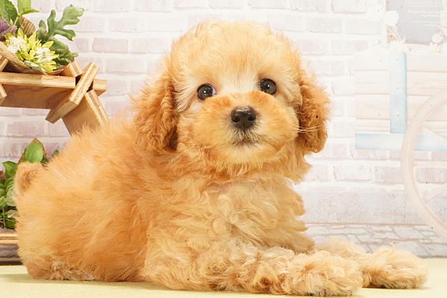 東京都のトイプードル(トイ) (Coo&RIKU足立本店/2026年2月23日生まれ/女の子/ペールフォーン)の子犬の2枚目の画像